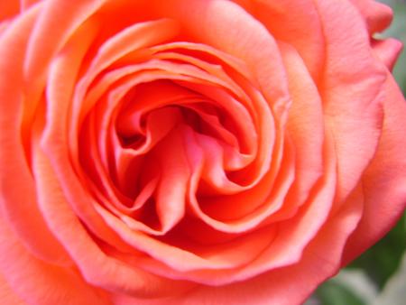La même rose..